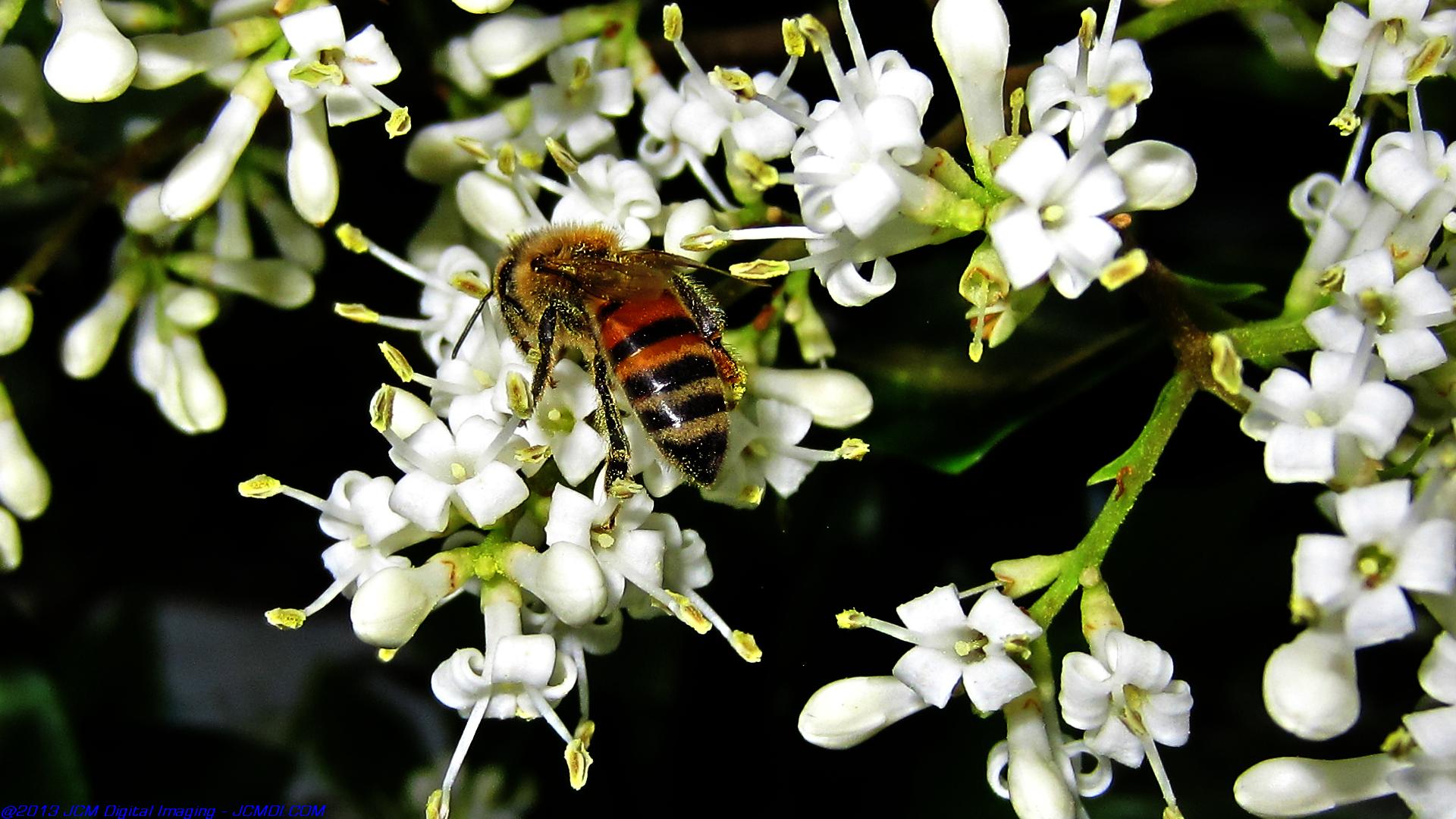 Honeybees on white flowers 
